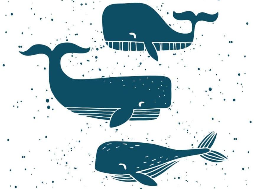 비트코인 고래들, 2개월간 비트코인 보유량 15만BTC 확대