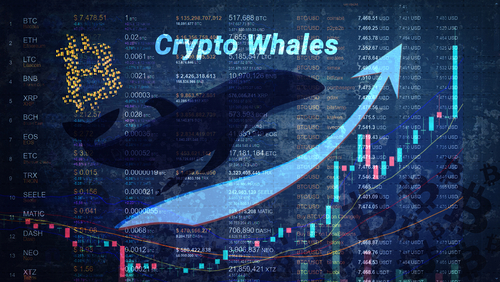 비트코인 고래 증가세 지속 … 장기 가격 전망에 대한 투자자 신뢰도 반영